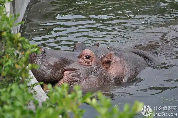 莫负好春光#北京动物园浏览攻略