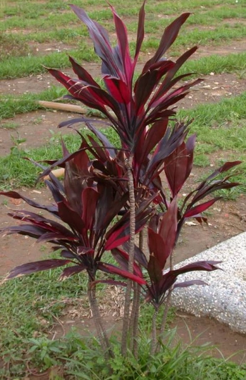 这棵是不是观赏的那种铁树呀?铁树有两种么