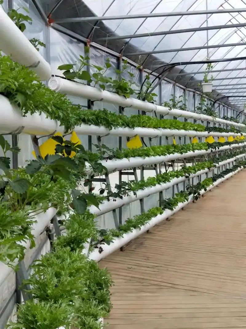 立体蔬菜内循环种植系统构架在阳台庭院和楼顶形成有机蔬菜种植采摘