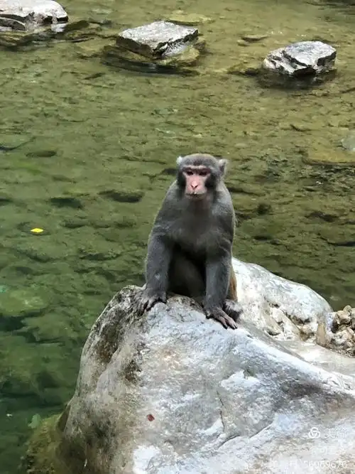 第二天前往黄龙庙以及黄龙瀑布返回途中到济源观赏油葵花!