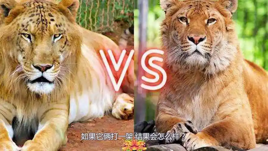 狮虎兽和虎狮兽到底有什么区别如果它俩打一架结果会怎么样
