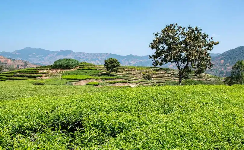 品铁观音之乡的茶文化,国家博物馆展"凤鸣于溪"|乌龙茶_新浪财经_新浪