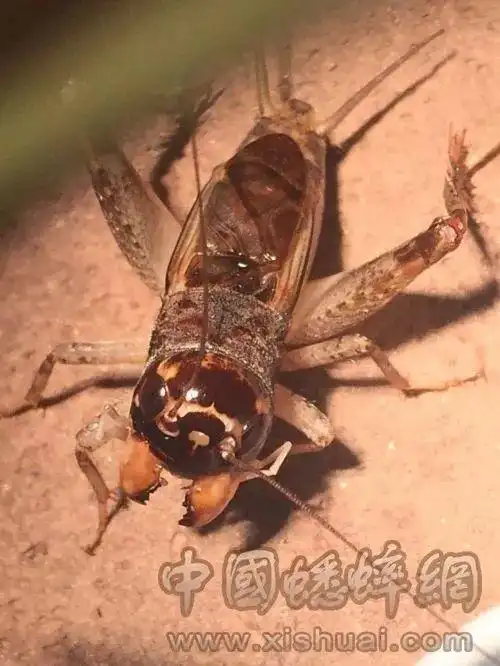 024号选手:淡青白牙