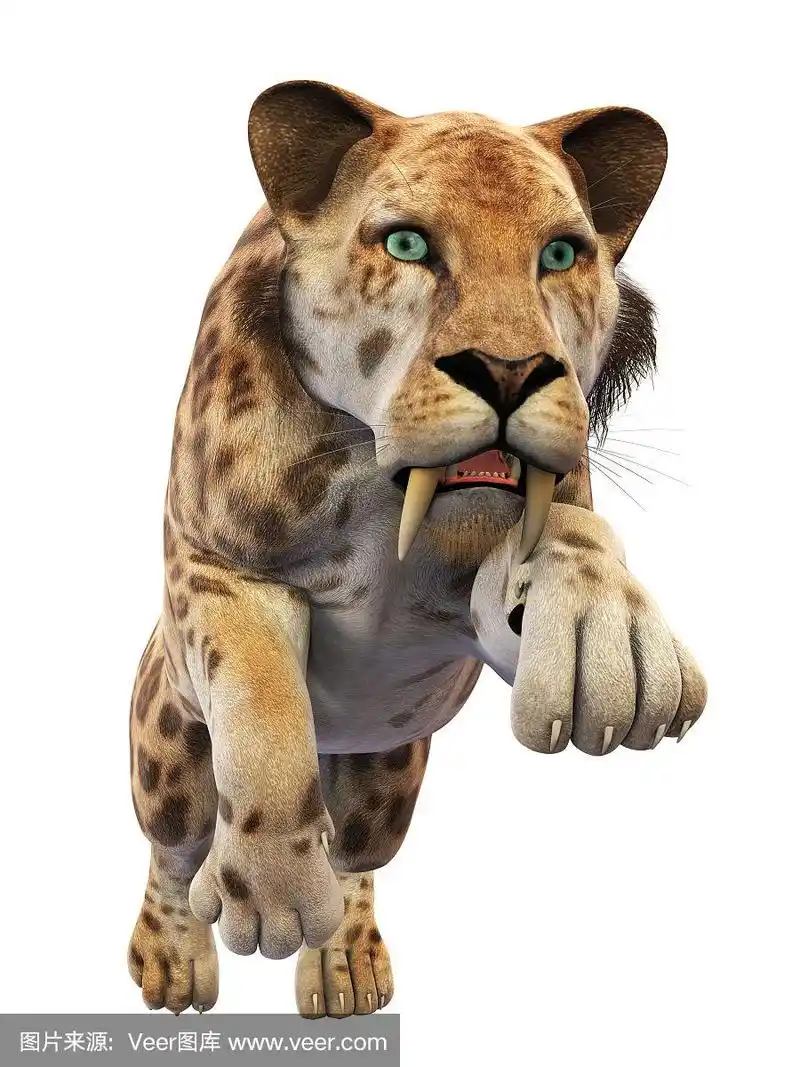 剑齿虎在白色背景上运行