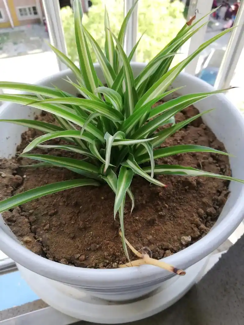 家里窗台上的金心吊兰长大的过程,在这炎热的夏天看一眼瞬间凉快 - 抖