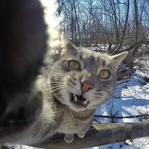 沉迷自拍的网红猫_manny