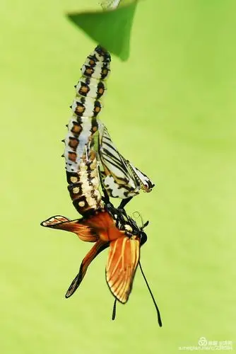 破茧成蝶~一只苎麻珍碟的羽化全过程