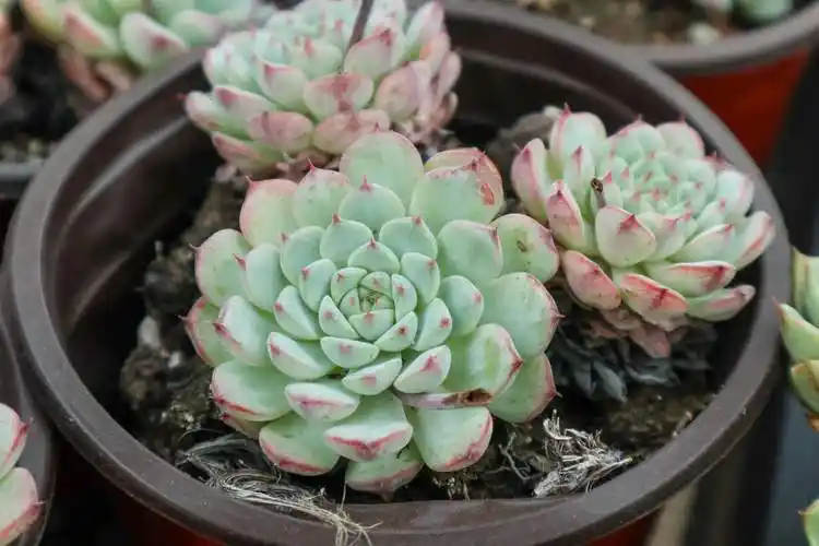 白姬莲和粉姬莲的区别怎么养