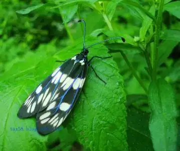 像蝴蝶一样的茶斑蛾