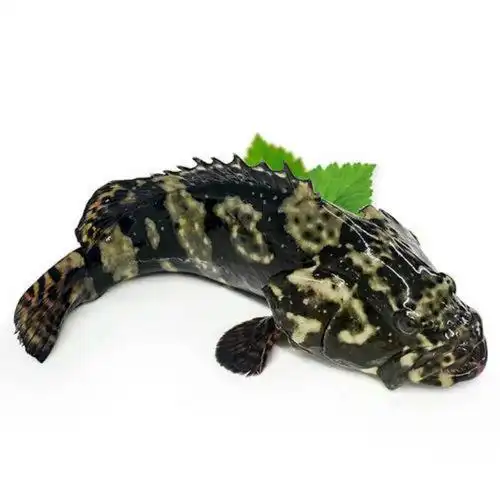 [珍珠龙胆批发]珍珠龙胆石斑鱼 批发活鲜海南龙胆石斑深海鱼价格44元