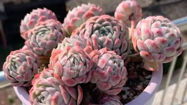 多肉冰梅这么养,能爆盆易变美,色彩斑斓惹人醉,还有迷人的香味