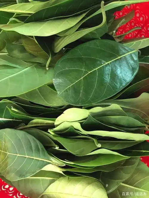 菠萝蜜叶子洗干净