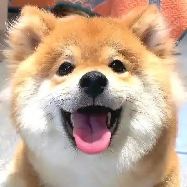 动物头像  #动物表情包  - 抖音