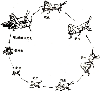 (1)蝗虫的发育过程分为哪几个时期?请用文字和箭头简单表示出来.