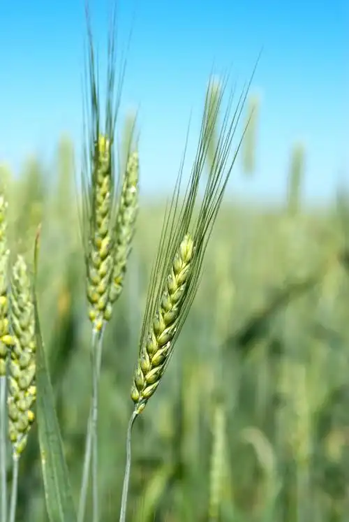 多国丰收小麦价格连续下跌