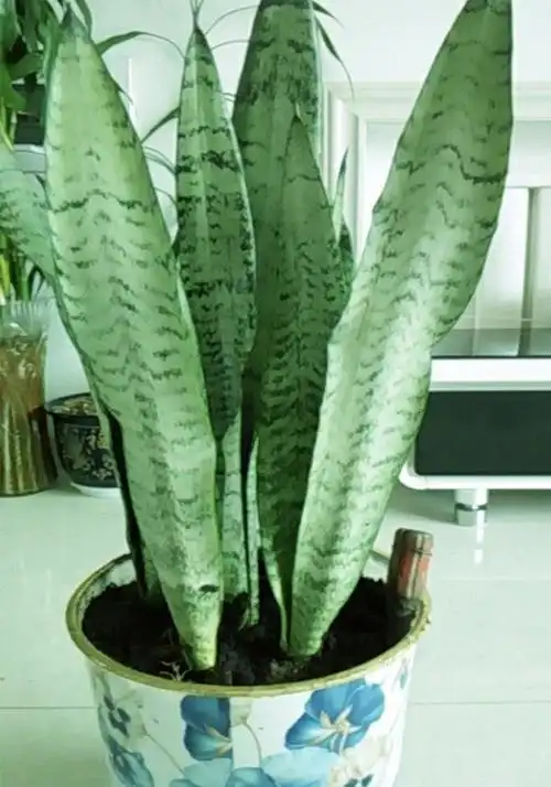 银脉虎皮兰虎皮兰盆栽花卉室内庭院多肉植物虎尾兰z26棵50厘米高不含