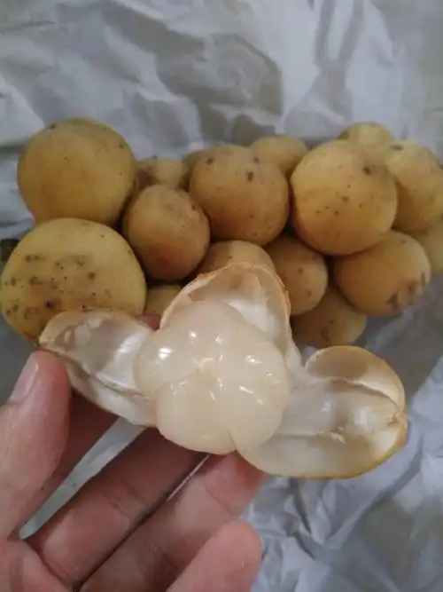 农乡福泰国进口龙宫果椰色果琵琶爱情果