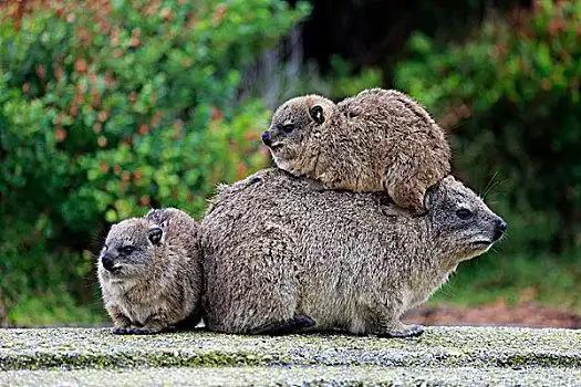 石头,蹄兔,女性,两个,幼兽,交际,动作,西海角,南非,非洲