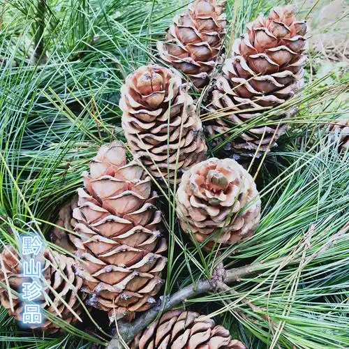 贵州大山农家当季新松塔松果松子松鼠粮新鲜松籽塔松子果6个包邮--爱
