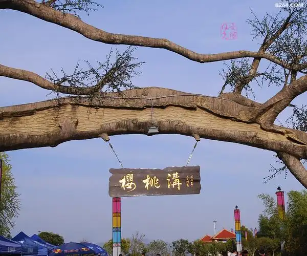 西乡樱桃沟里赏樱花