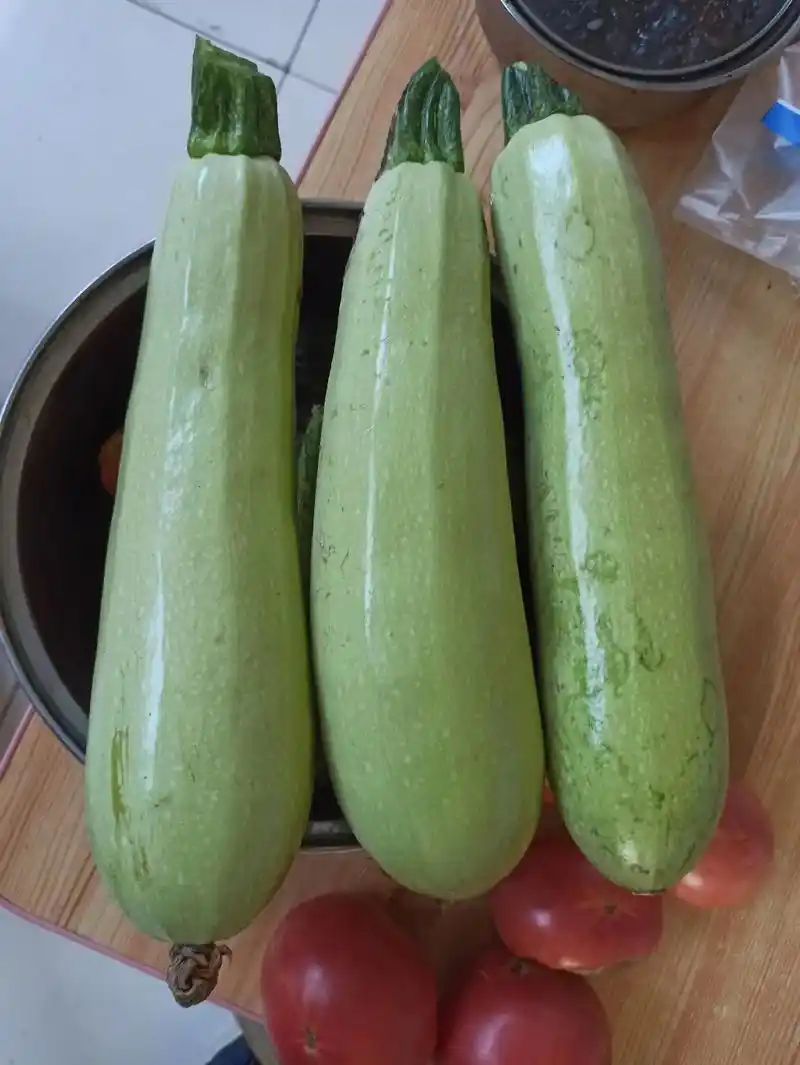 巨无霸西葫芦,记得我小时候吃的西葫芦像这么大就有瓤和籽了,现 - 抖