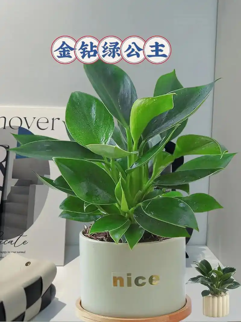 金钻绿公主盆栽