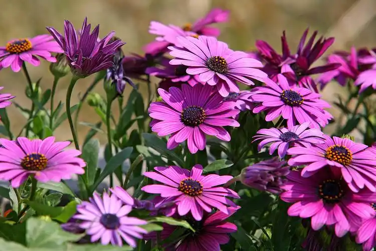 南非万寿菊高清桌面壁纸