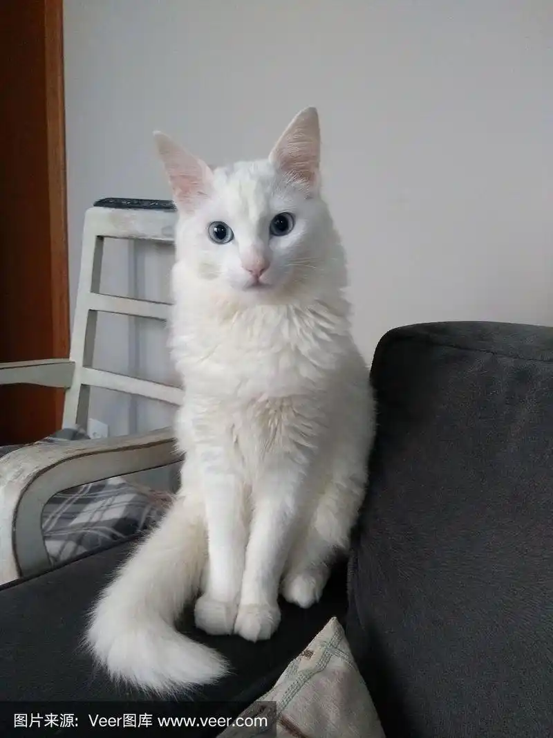 土耳其安哥拉猫