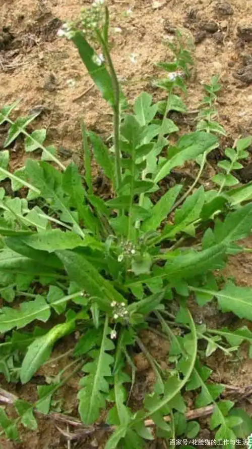 1,荠菜 荠菜通常是野生的,随着现在人们生活水平的提高,已经不满足于