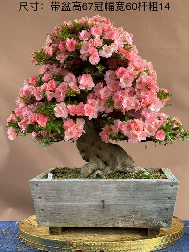 日本进口皋月杜鹃惠比盆景植物绿植盆栽四级绿植