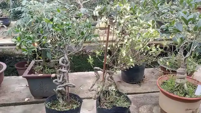 盘龙桂是不是桂花?开花香不香?