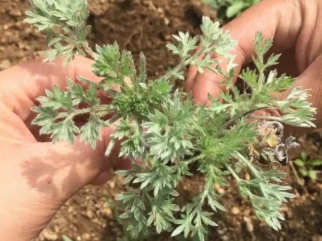 茵陈与艾草正确图片区别方法