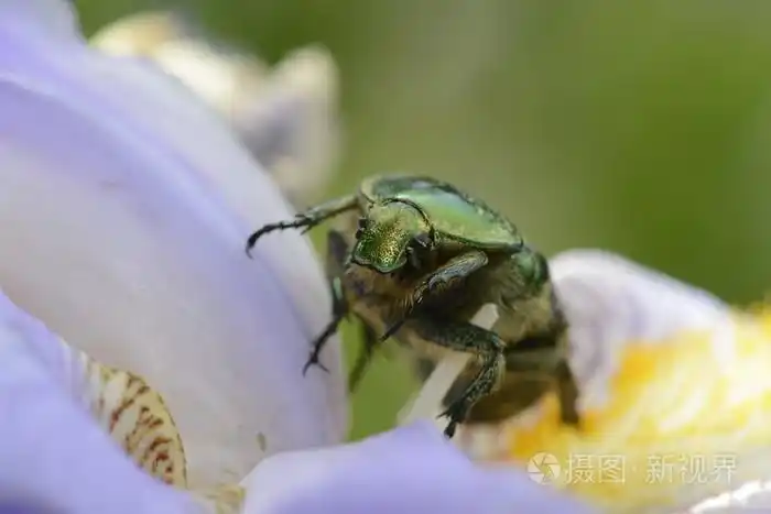 绿色甲虫关闭了肖像