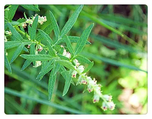 5月28日的生辰花,艾草花 - 简书