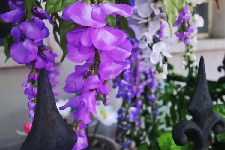 天津五大道的紫藤花