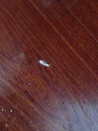 家里地板扫出这虫子,这是什么啊