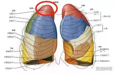 谁说肺癌是绝症它是可以被治愈的抗癌管家
