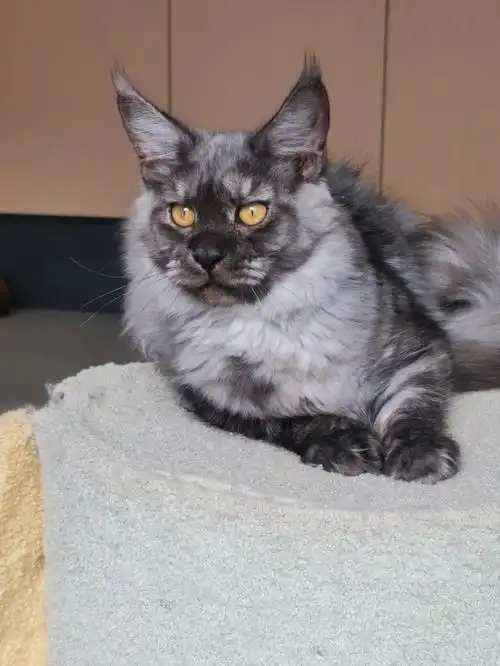 缅因猫  #缅因库恩猫  四个多月了