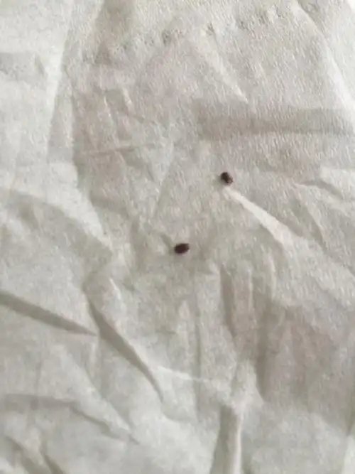 床上出来这么些小虫子.是因为什么呀?蚕丝被?花盆?