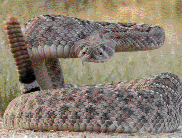 响尾蛇尾巴会响,原来是因为这串"葫芦"!_网易订阅