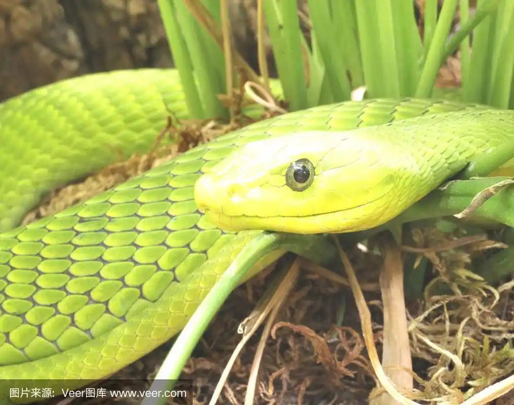 绿曼巴蛇