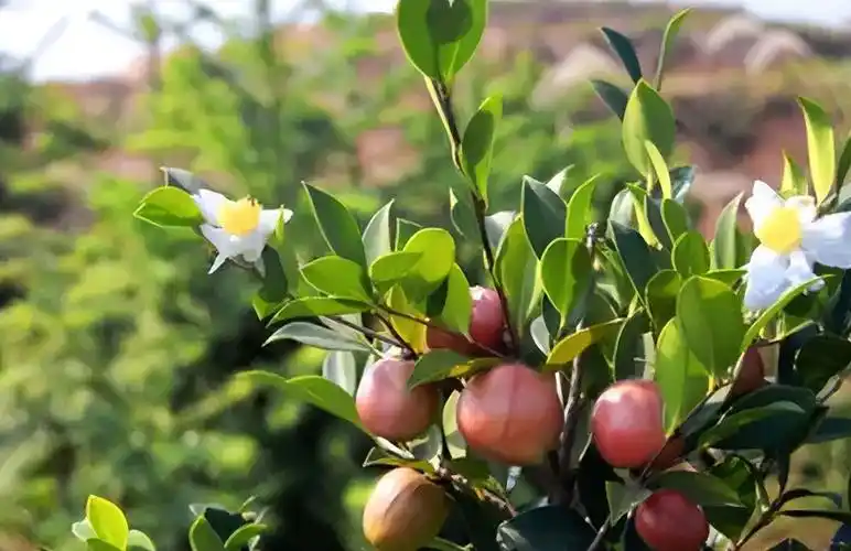 为什么山茶油最好() - 关于山茶 - 山茶门户网