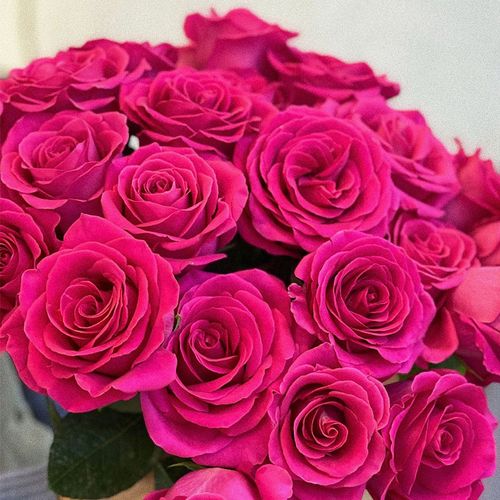 yoyo花花世界鲜花弗洛伊德玫瑰鲜花玫红色怒放型玫瑰鲜花送老师