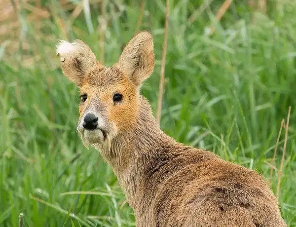 果然杀了一头不一般的动物,这个动物的名字被人们称为克什米尔麝香鹿