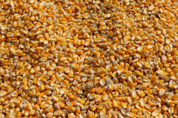 干玉米 东北吉林玉米