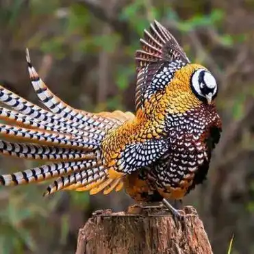 巴洛龙上榜(靠颈部平衡身躯) 世界十大尾巴最长的动物盘点-方日排行