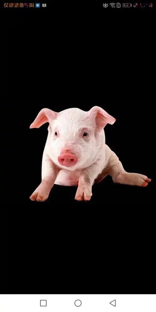 猪导演的儿时照片!