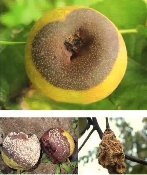 一篇文章教你识别梨树24 种病虫(高清图册)