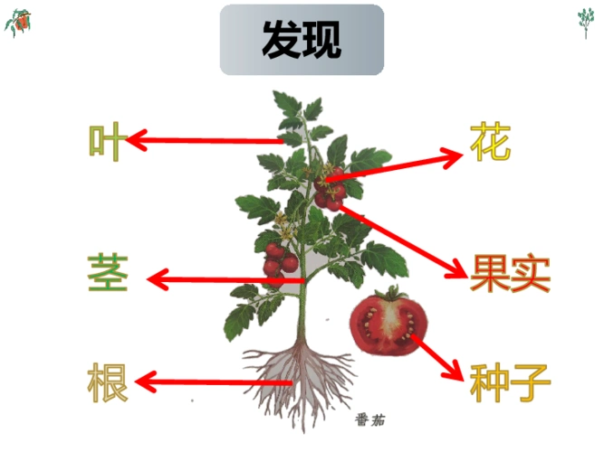 11一株番茄课件18张ppt