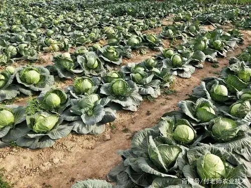 秋甘蓝种植技巧,做好4个方面,甘蓝高产优质,病虫少